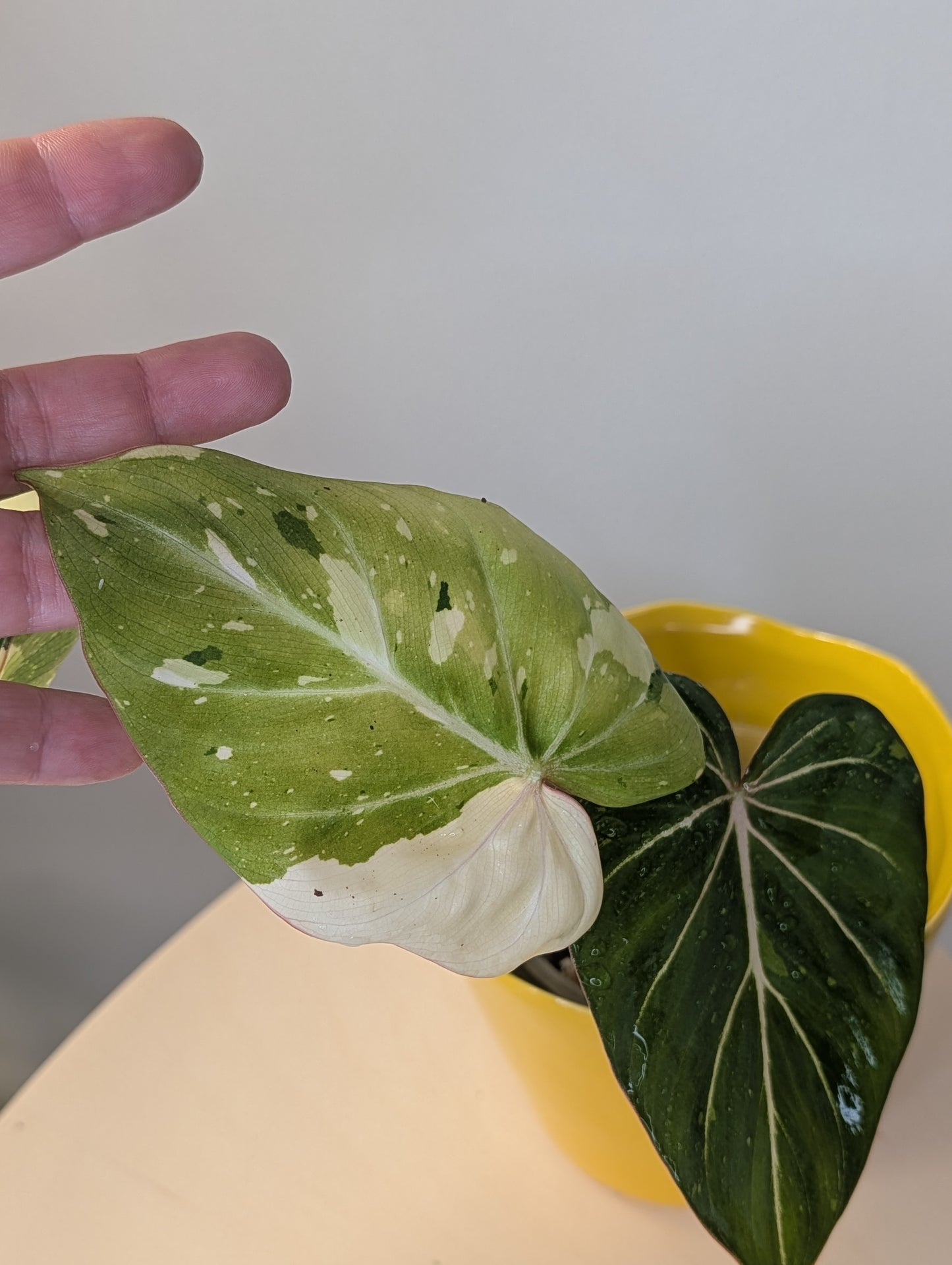 Philodendron gloriosum variegated