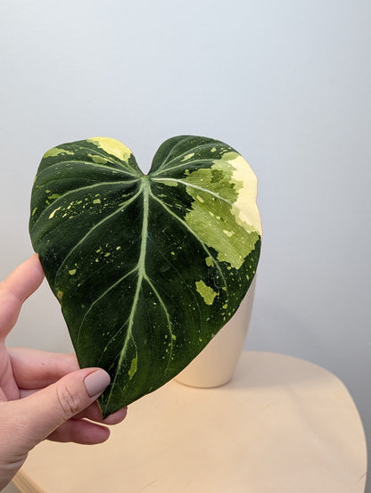 Philodendron gloriosum variegated cutting with roots