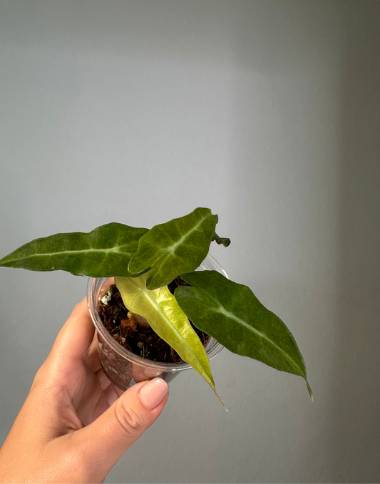 Alocasia amazonica aurea splash variegated