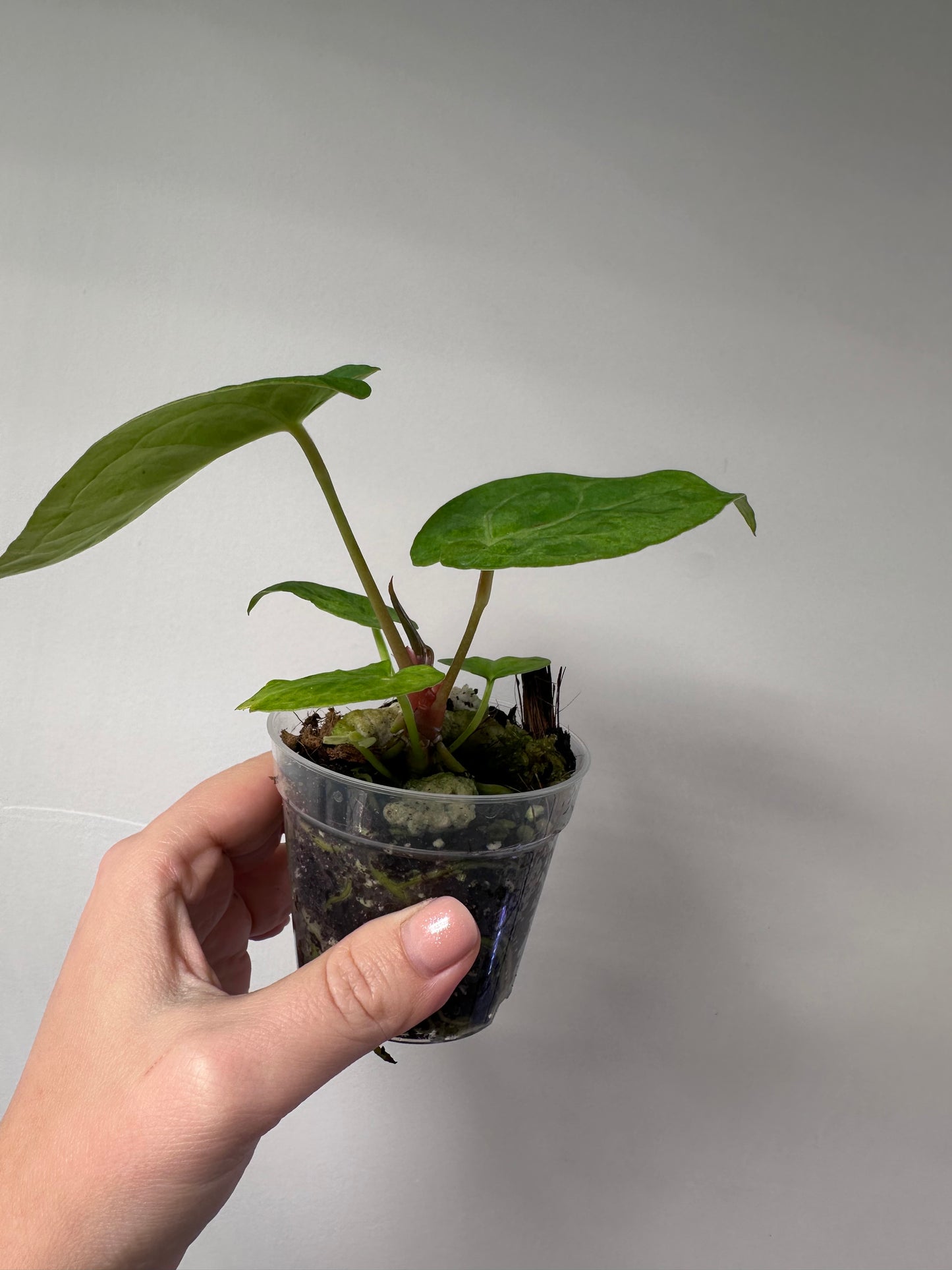 Anthurium crystallinum mint variegated/ sparkling minty leaves / first photo - mother plant