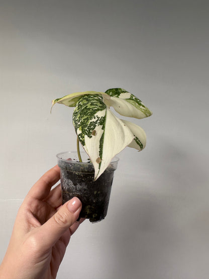 Philodendron gloriosum variegated