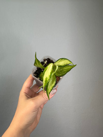 Hoya Polyneura yellow variegated / first photo - mother plant