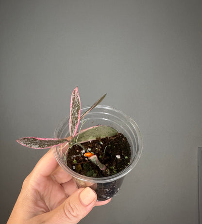 Hoya sigilatis variegated