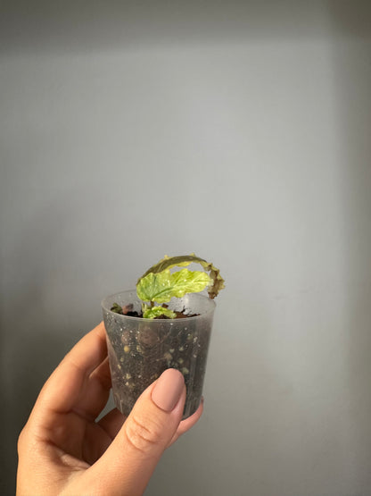 Begonia Dainty Spray Sport / rare