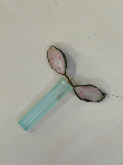 Hoya nabawanensis variegated