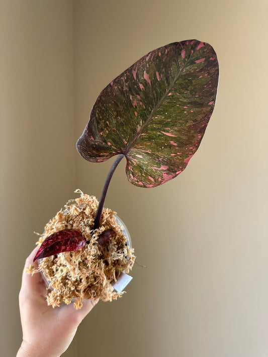 Philodendron pink princess galaxy variegated / two shoots