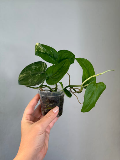Scindapsus jade satin, velvety leaves
