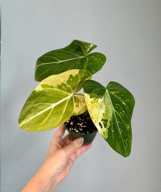 Philodendron gloriosum variegated 🦄
