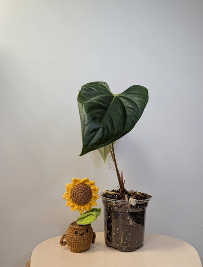 Anthurium forgetti & nigro Gigi