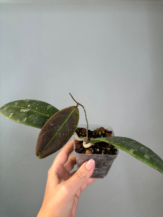 Hoya Rintzii Borneo