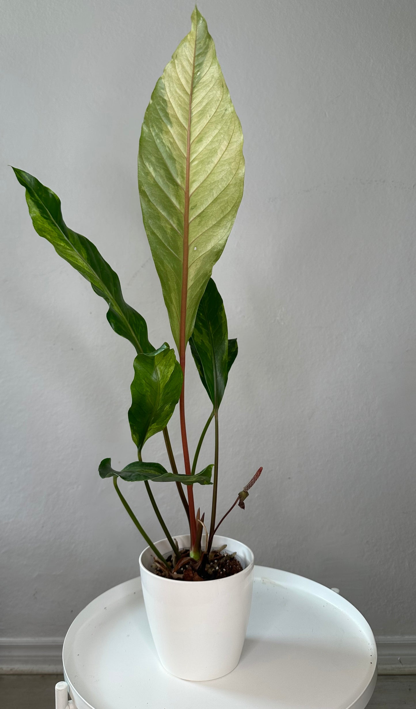 Anthurium hookeri variegated