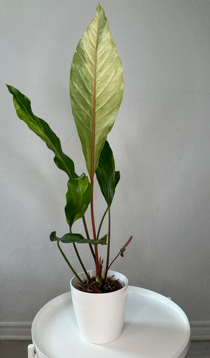 Anthurium hookeri variegated