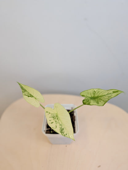 Alocasia odora albo mint variegated