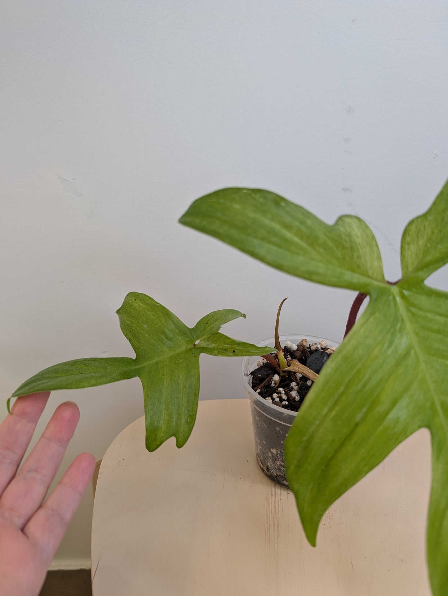 Philodendron Florida Beauty mint (Florida Ghost)