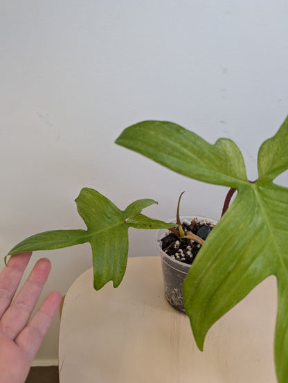 Philodendron Florida Beauty mint (Florida Ghost)