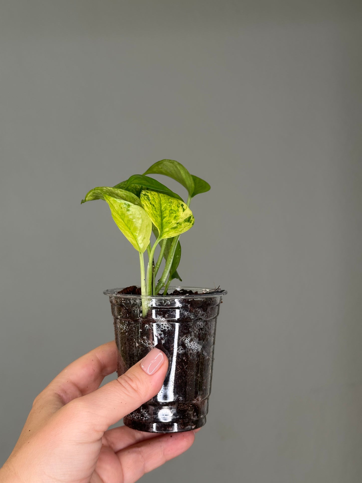 Pothos Jessenia / uncommon color
