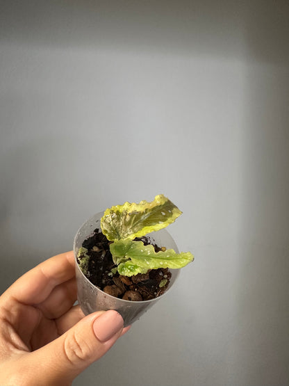 Begonia Dainty Spray Sport / rare