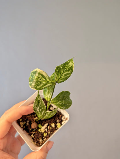 Hoya Polyneura Jasminika variegated
