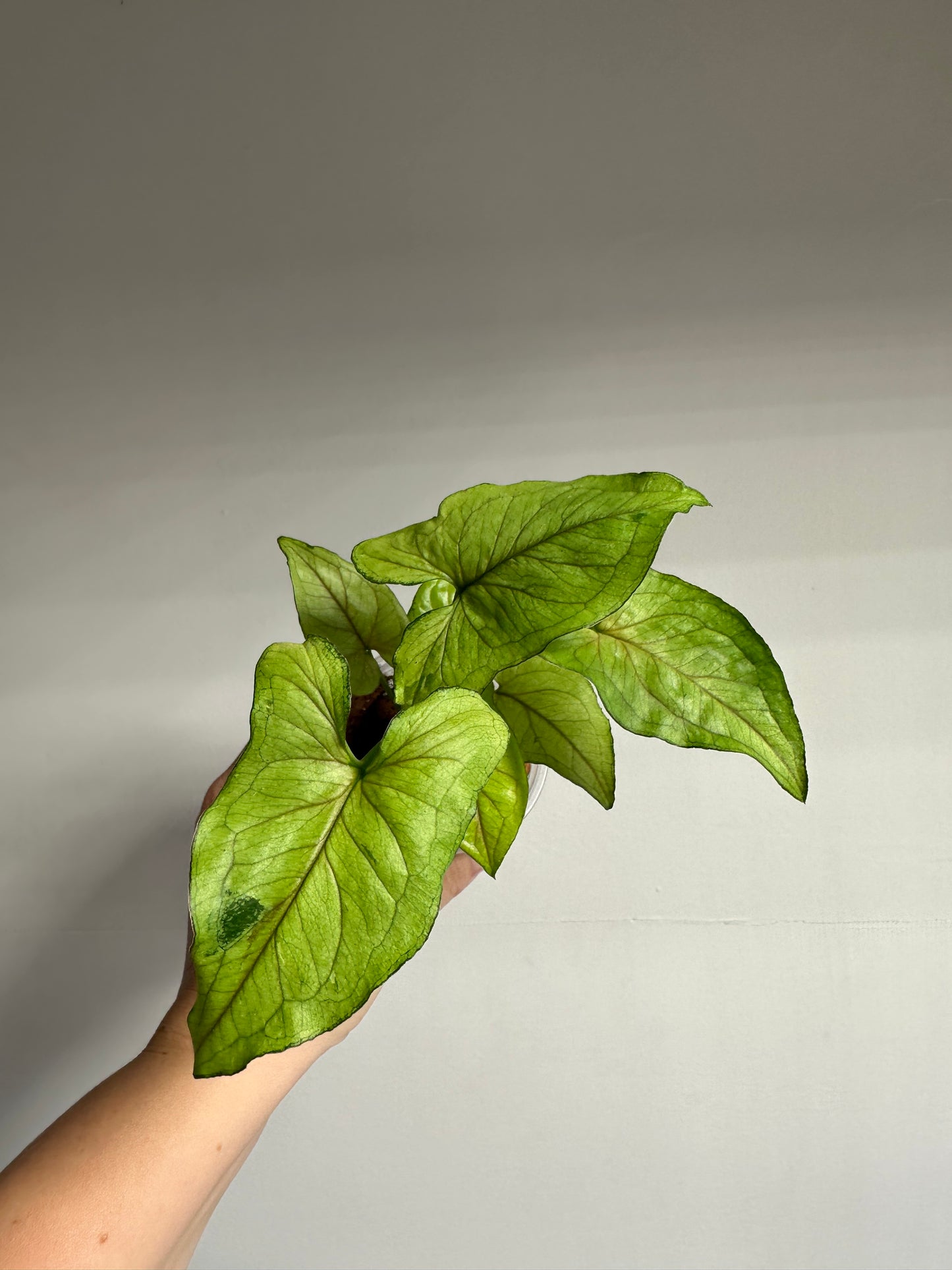 Syngonium green matcha
