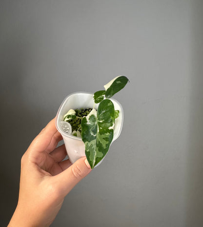 Alocasia Okinawa silver / top variegation 👌