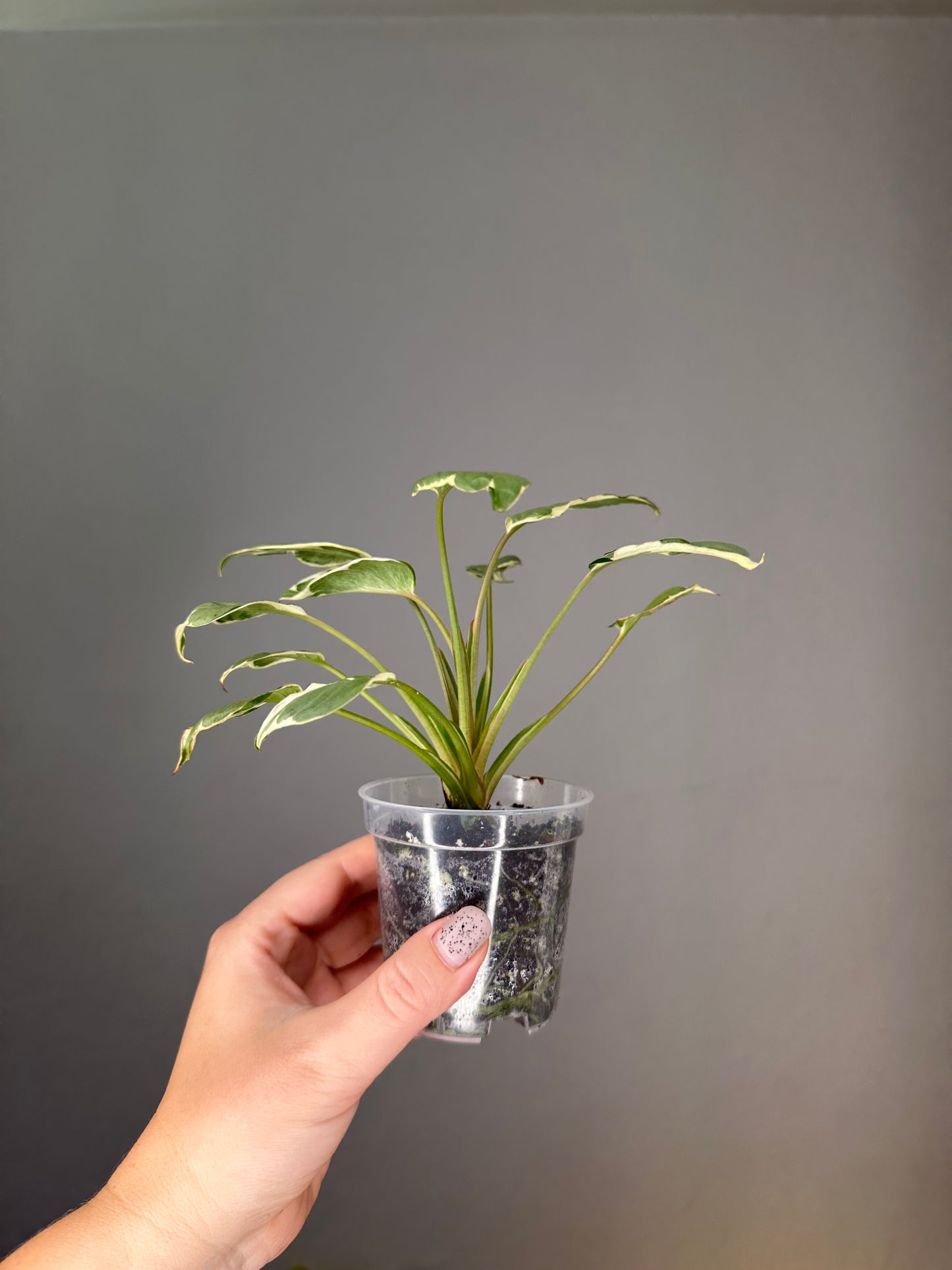 Homalomena  stardust 🦄
