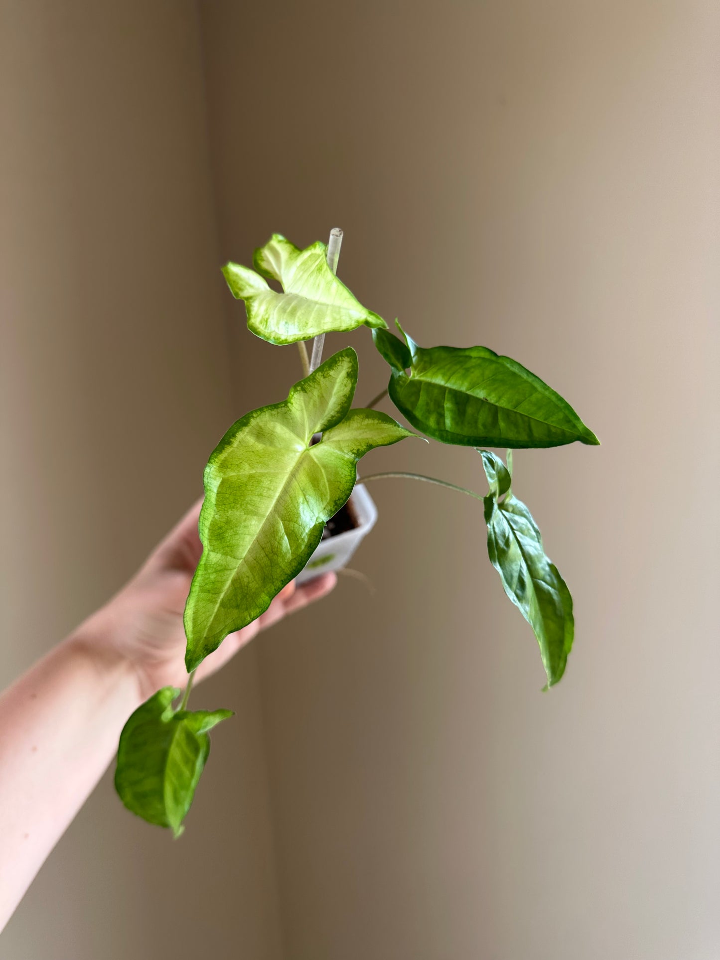 Syngonium angustatum