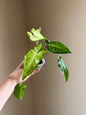 Syngonium angustatum