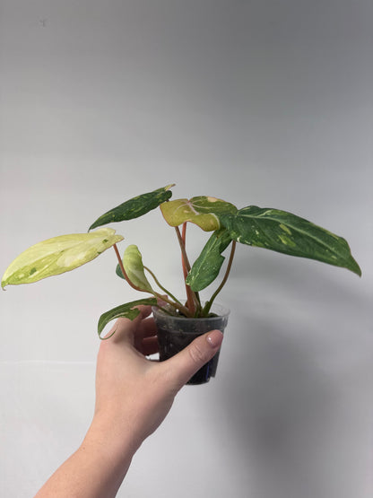 Philodendron gloriosum tricolor variegated