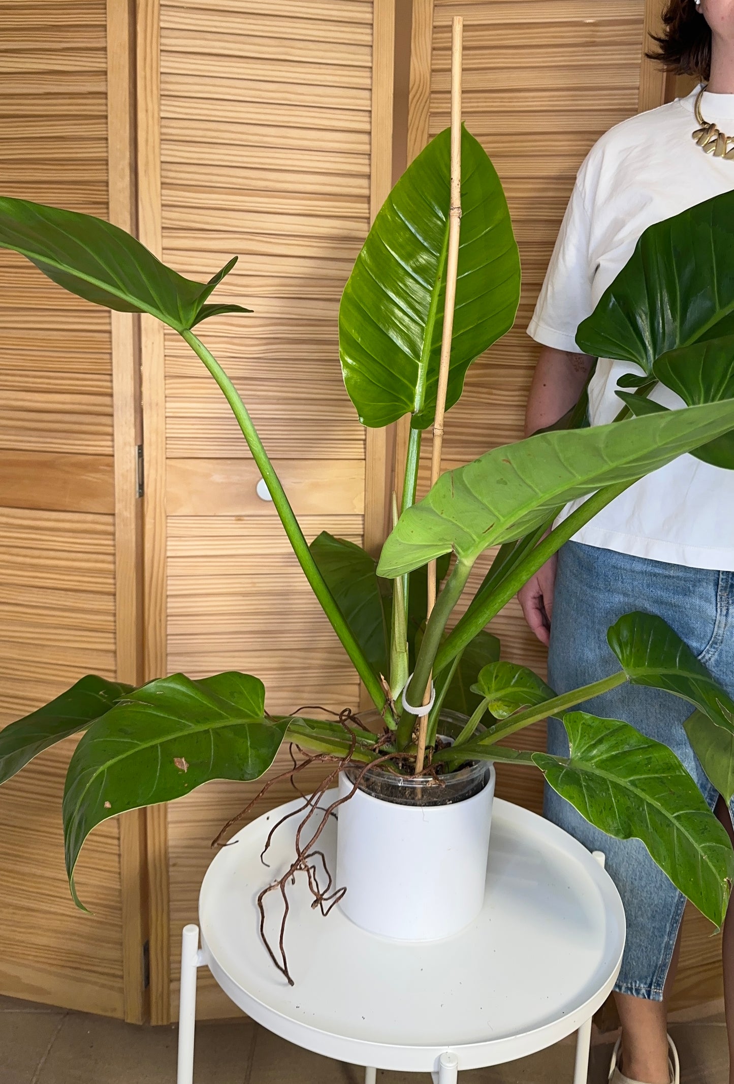 Philodendron melinonii XL / only pick up & delivery & shipping to Ontario