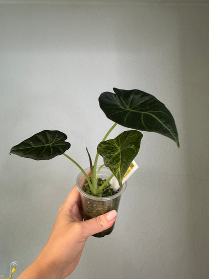 Alocasia regal shields aurea variegated / homegrown