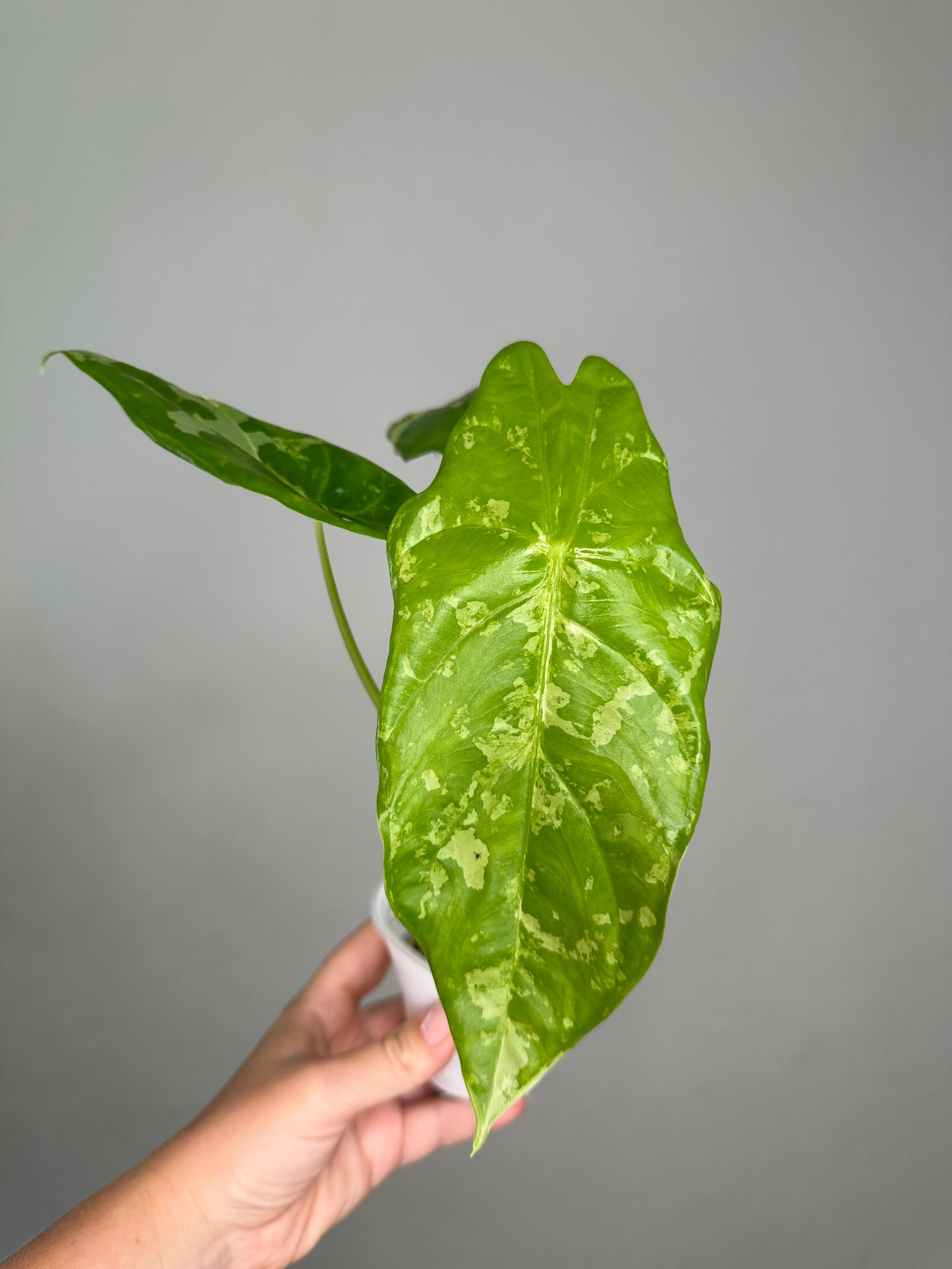 Alocasia acuminata variegated/ has THREe corms and baby / uncommon alocasia 🦄