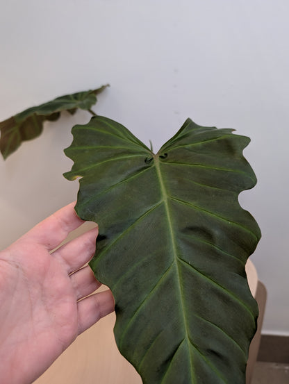 Philodendron Corcsinianum / rare philodendron