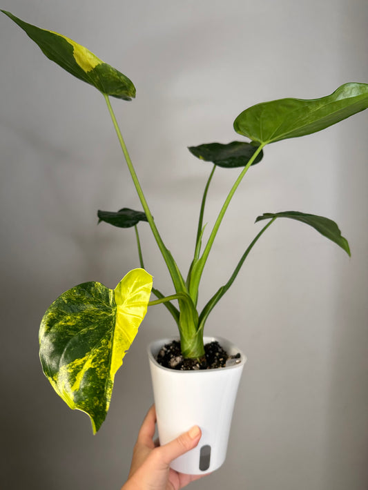 Alocasia cuculata yellow variegated / CORMS