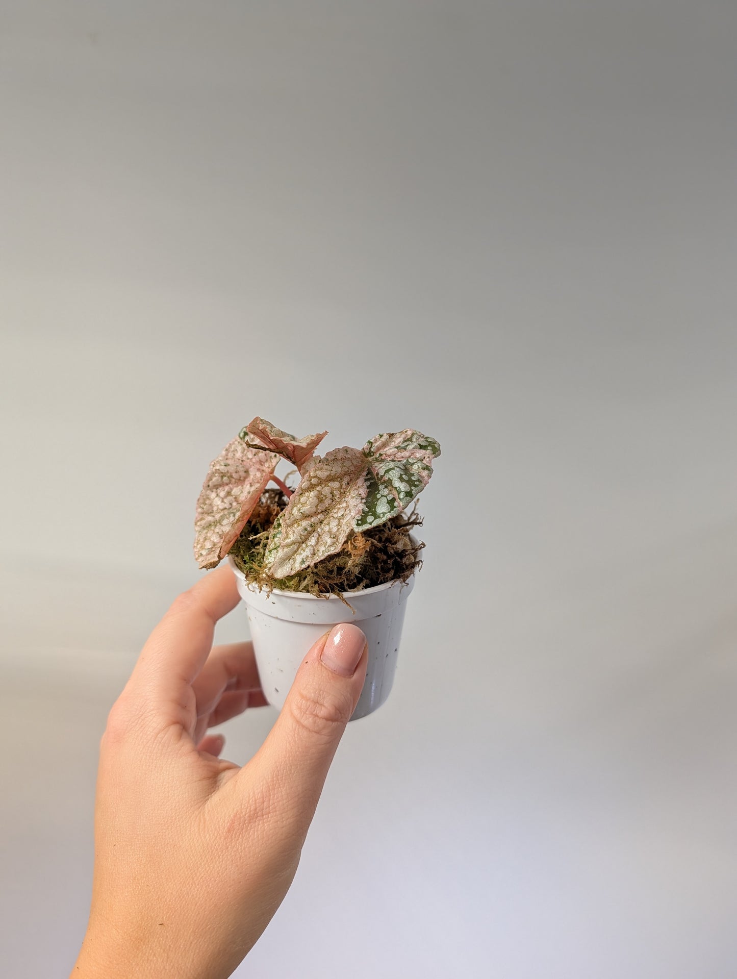 Begonia Snow Capped variegated