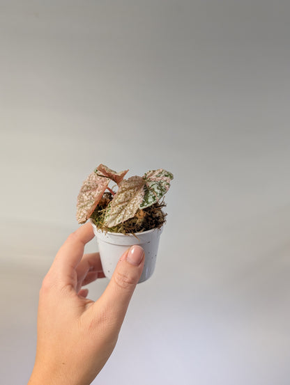 Begonia Snow Capped variegated