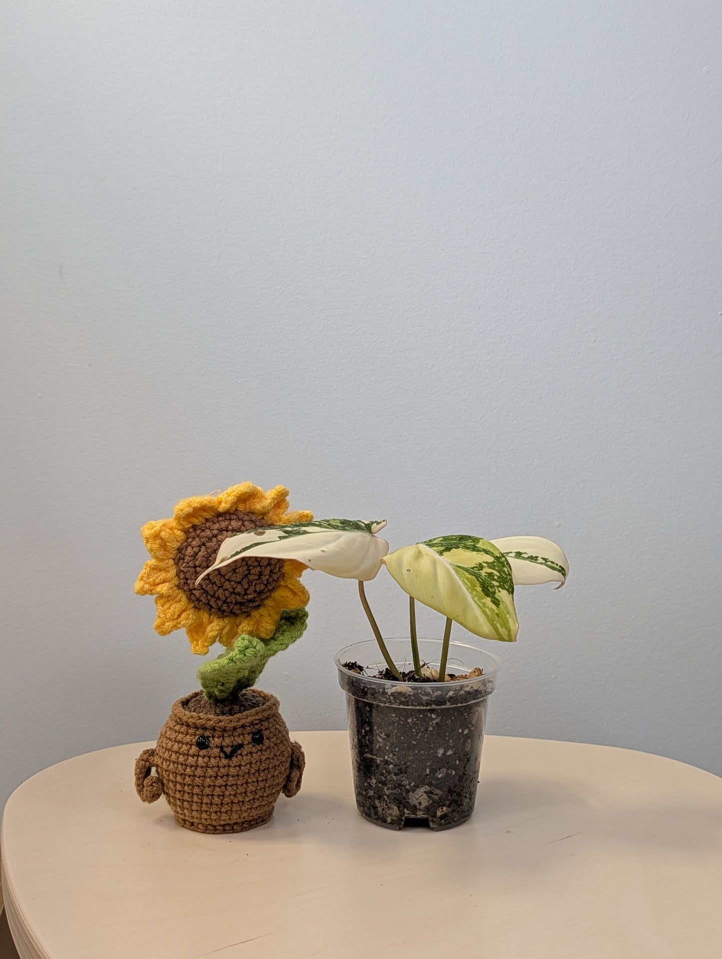 Philodendron gloriosum variegated