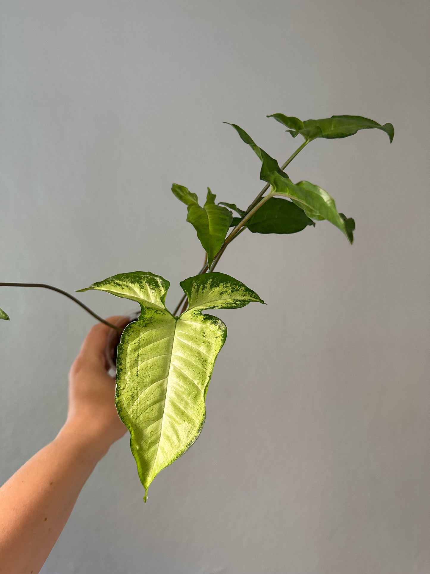 Syngonium angustatum