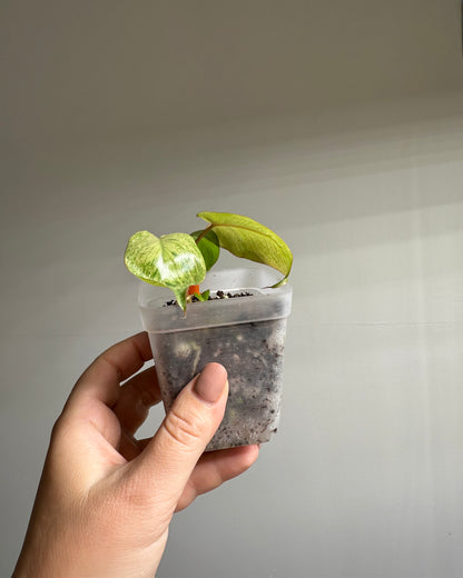 Philodendron Paraiso verde mint variegated 🦄