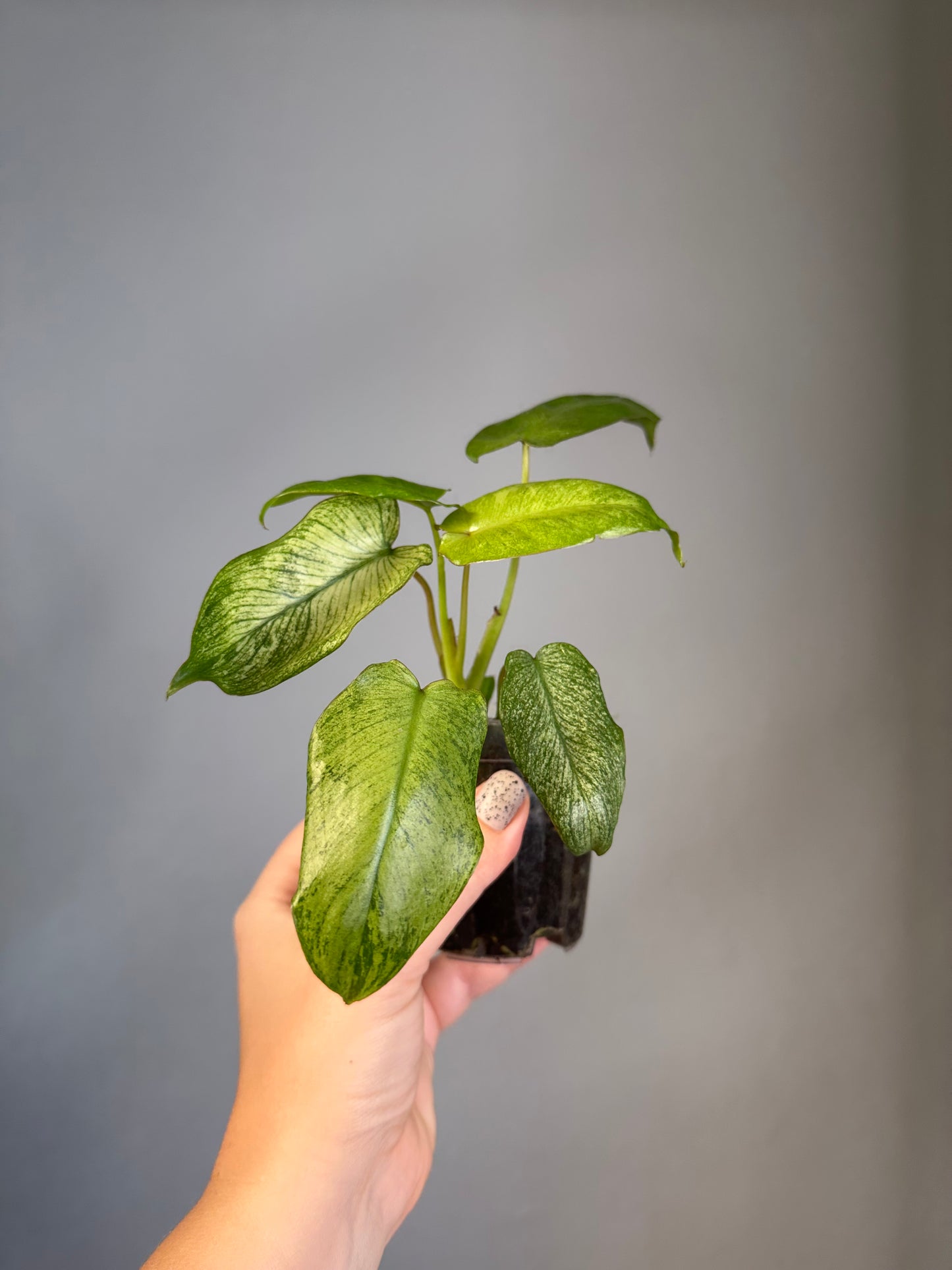 Philodendron Paraiso verde mint variegated 🦄