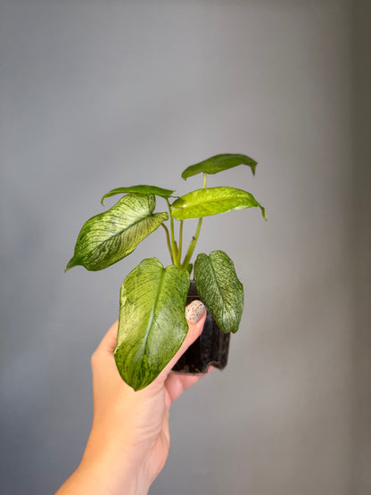 Philodendron Paraiso verde mint variegated 🦄