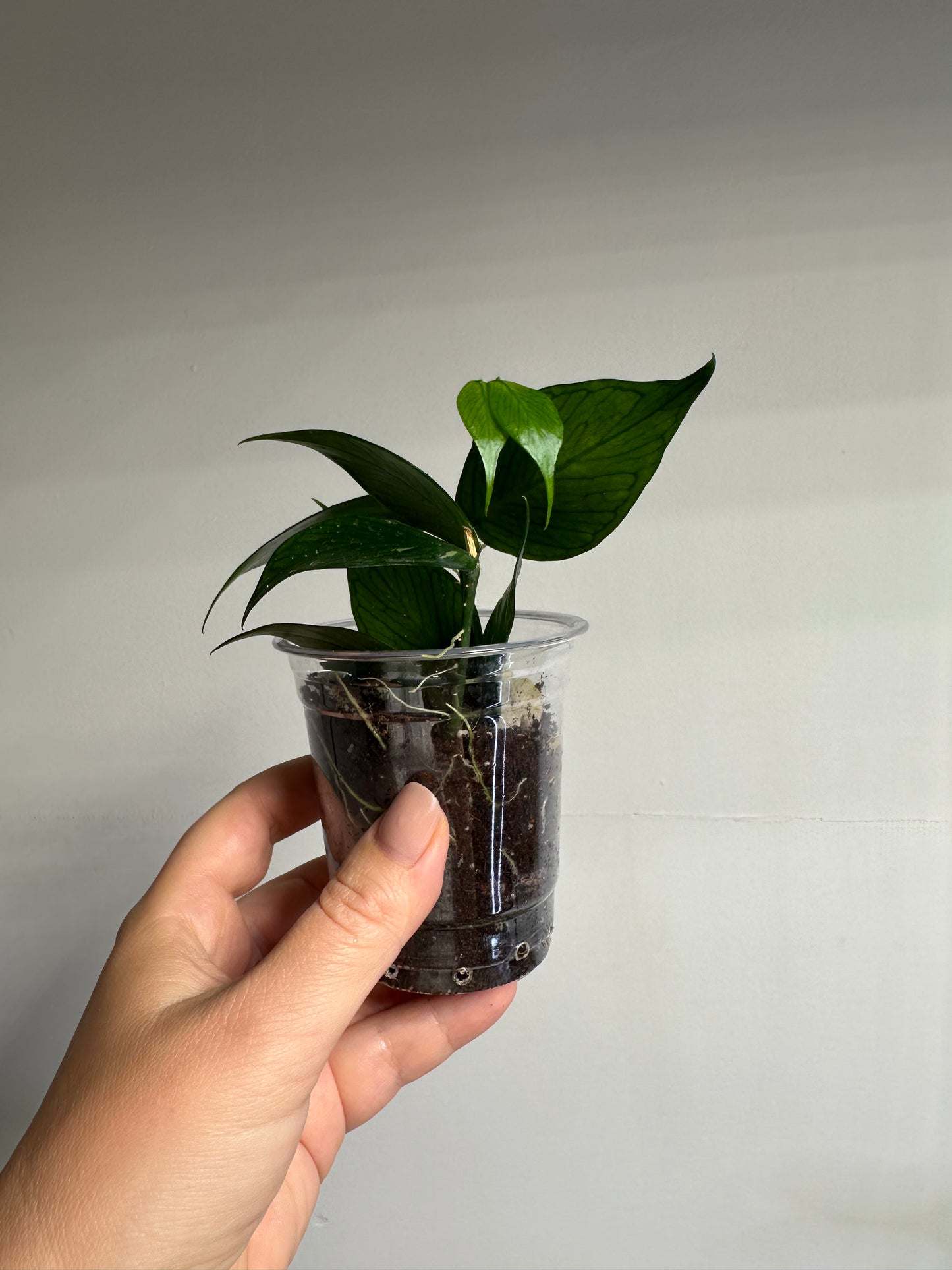 Hoya Polyneura
