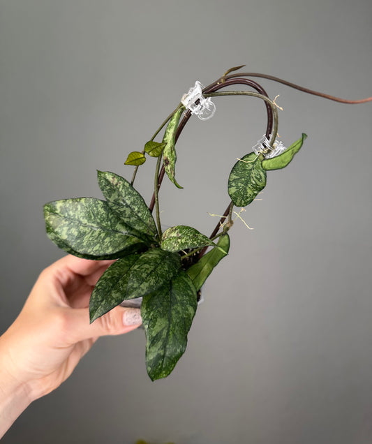 Hoya Crassipeolata Splash