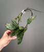 Hoya Crassipeolata Splash