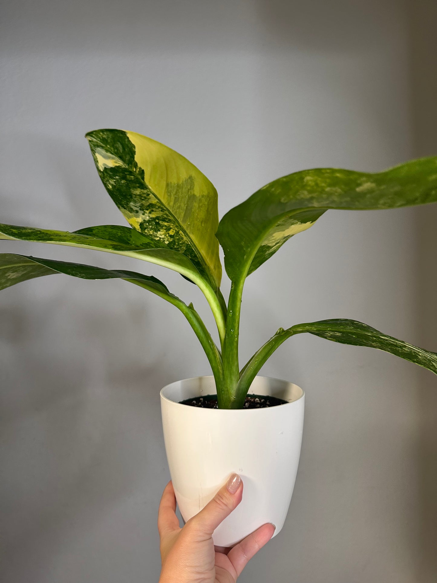 Dieffenbachia Variegated