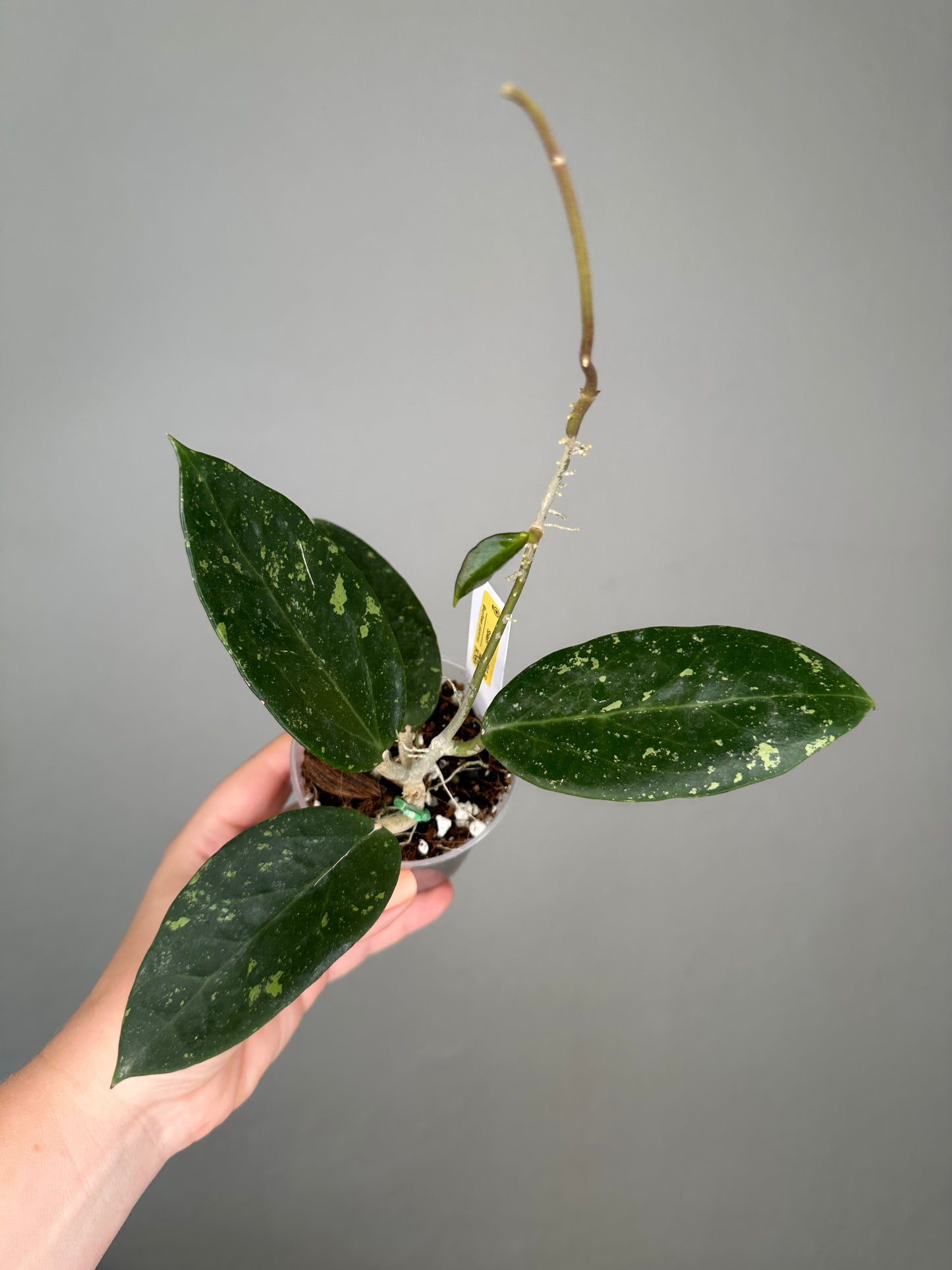 Hoya pottsii splash