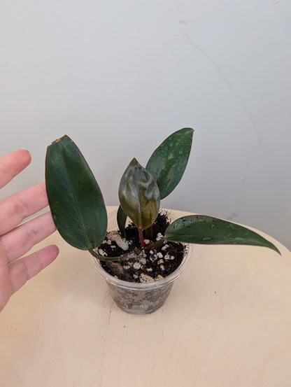 Philodendron Red Congo / a baby from variegated plant