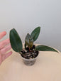 Philodendron Red Congo / a baby from variegated plant