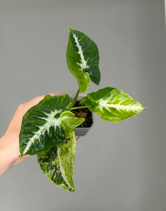 Syngonium scrambled eggs 🍳 nice color ✨