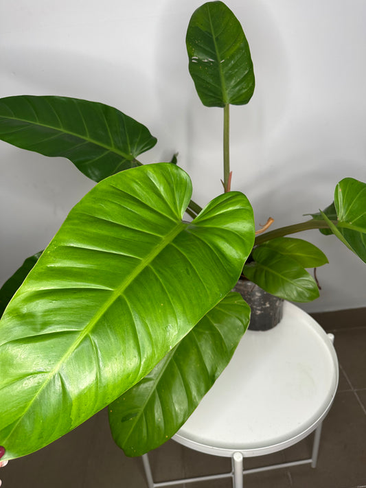 Philodendron melinonii XL / only pick up & delivery