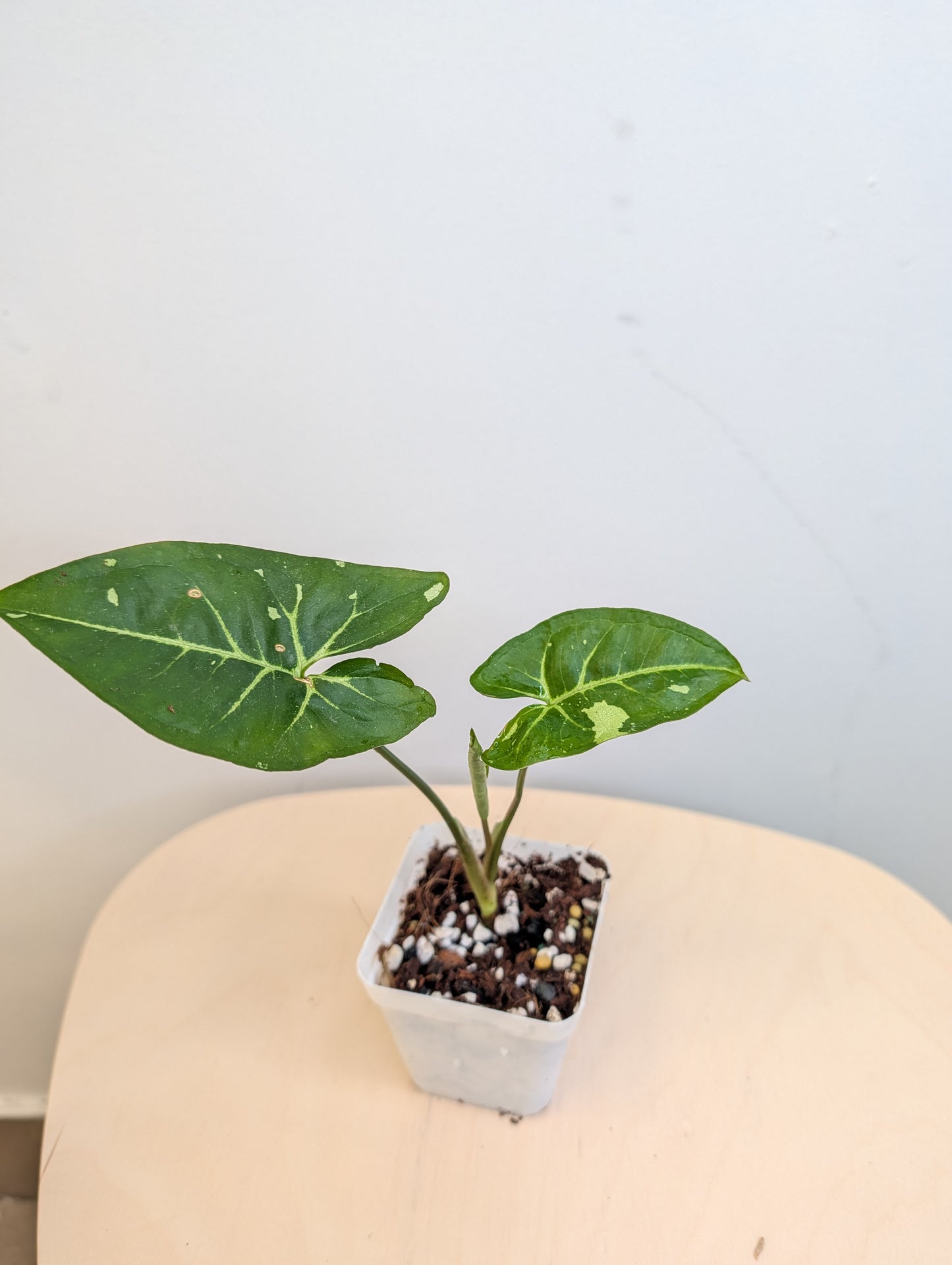 Syngonium panda galaxy